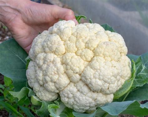 sadzenie kalafiora krok po kroku najlepsze odmiany  sasiedztwo dla