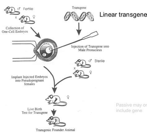 CMB 621 Exam 3 Genetic Manipulation From Sequence To Gene Function