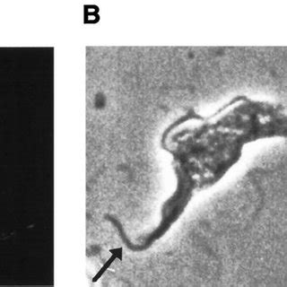 The Pattern Of Pfr Assembly Pfratag Trypanosomes Were Grown For H In