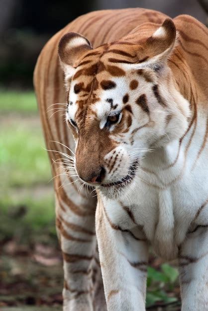 Golden Tabby Tiger Wallpaper