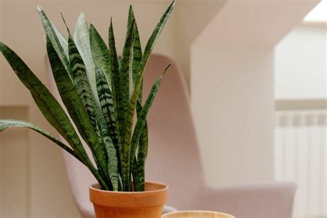 Why Does My Snake Plant Have Brown Tips? - Venus Gardening