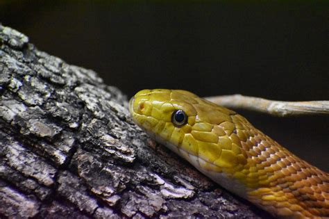 Everglades Rat Snake One Animal Free Photo On Pixabay Pixabay
