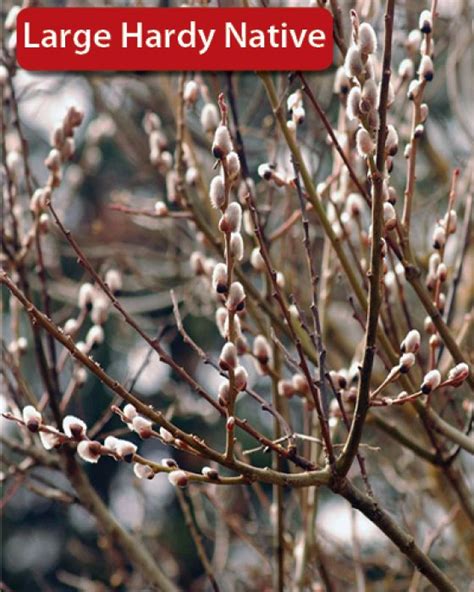 American Pussy Willow Gertens Garden Center