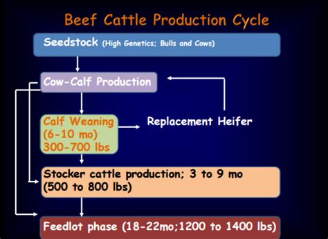 ANSC 1033 - Beef Cattle Industry Flashcards | Quizlet