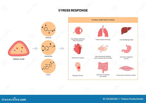 Stress Responce System Stock Vector Illustration Of Endocrine 235366305