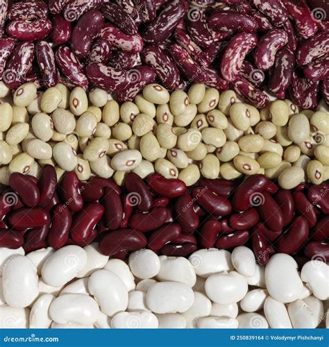 Four Varieties of Dry Beans. Stock Photo - Image of organic, group ...