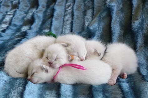 Four beautiful Siamese kittens born May 29,2017 | Mitten Kittens