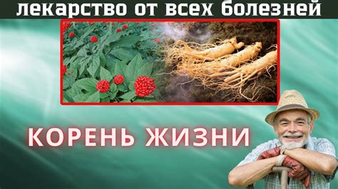 Энергия силы: КОРЕНЬ ЖЕНЬШЕНЯ - YouTube