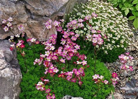 Rockfoil 'Triumph' (Saxifraga x arendsii) - Plant Database Entry