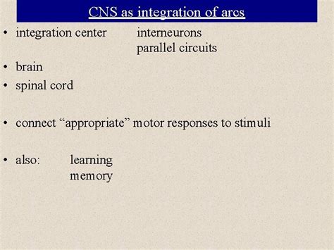 Cns As Integration Of Arcs Integration Center Interneurons