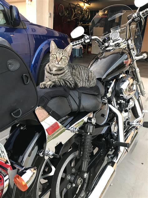 Get A Harley They Said It S A Pussy Magnet They Said R Harley
