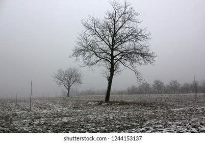 Thick Branches Naked Tree Images Stock Photos D Objects Vectors Shutterstock