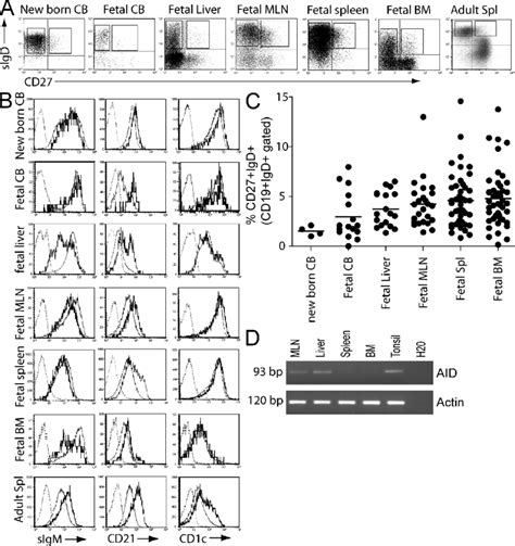Mature B Cells With An Mz B Cell Phenotype Are Present In The Human