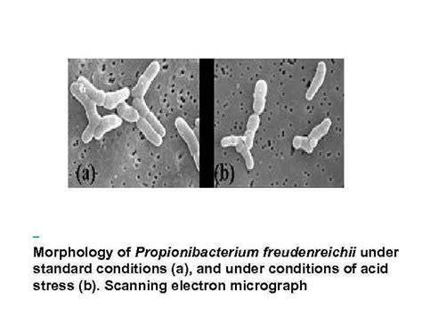 Пропионовокислое брожение Propionibacterium Грамположительные ...