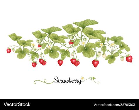 Erdbeerzweig Mit Roten Beeren Clip Art Set Vektorbild