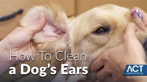 10 Essential Tips for Cleaning Your Dog's Ears | The Dog People by ...