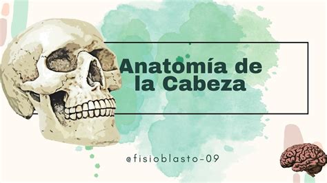 Anatomía de la Cabeza Camille Rivera Paz uDocz