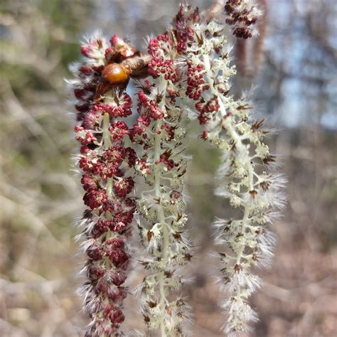 Balsam poplar | ontario.ca