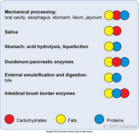 Chapter 11 Lipid And Amino Acid Metabolism Flashcards Quizlet