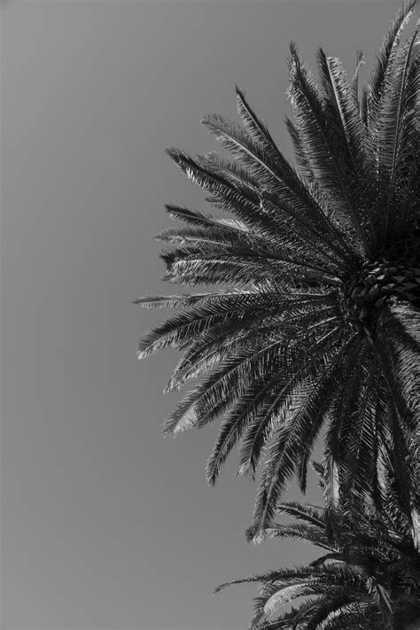 Palm Tree in Black and White · Free Stock Photo