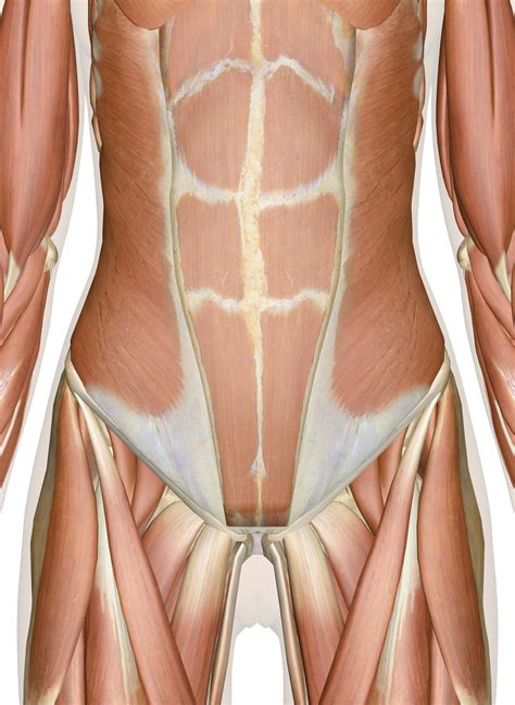 D Anatomy Of The Abdomen Lower Back And Pelvis Muscles Off