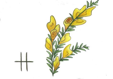 Gorse By Spiralpathdesigns On Deviantart Gorse Ogham Heather Flower