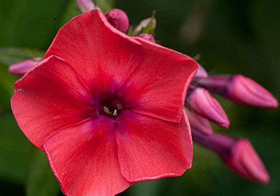 Флокс многолетник купить метельчатый Текила Санрайз l Русские Семена ...