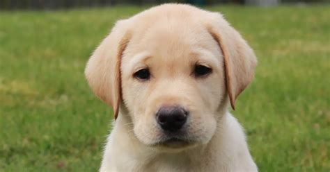These 10 adorable Guide Dog puppies need loving homes in Nuneaton ...