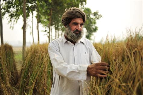 Agricultureinindiafarmerpunjab Socialcops