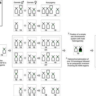 ideogram displaying  meiotic segregation  male  female gametes