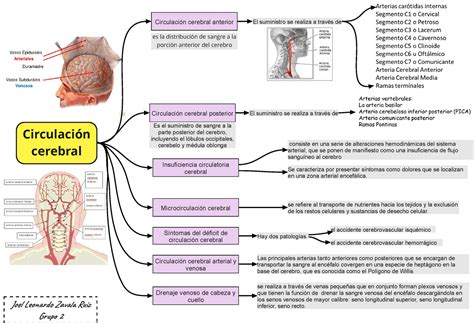 Circulacion cerebral Jol od Za Ruz Gru 2 Circulación cerebral