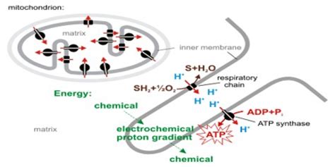 About Chemiosmotic Theory - Assignment Point