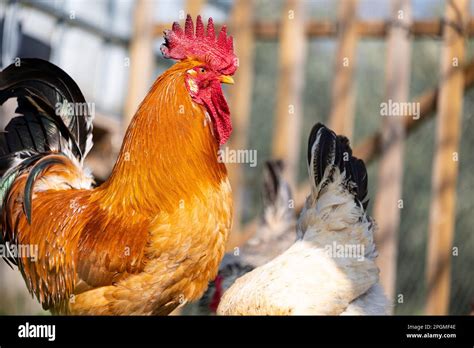 Portrait Of A Magnificent Empordanesa Breed Gallina De Raça