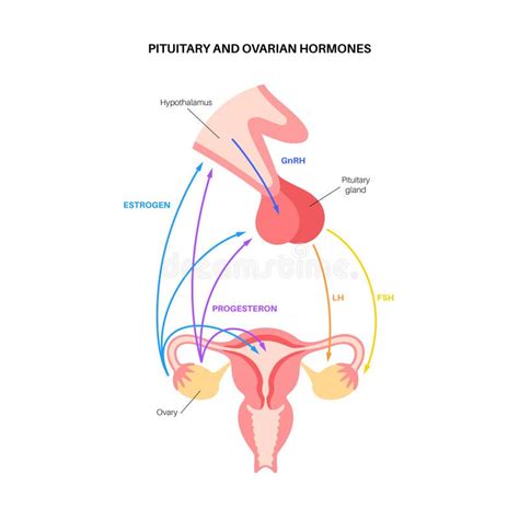 Lh Female Hormones Stock Illustrations 14 Lh Female Hormones Stock