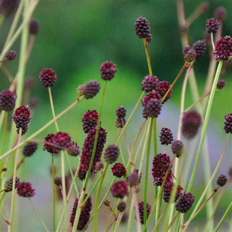 Sanguisorba Officinalis Lum V Rf Kir Lykert