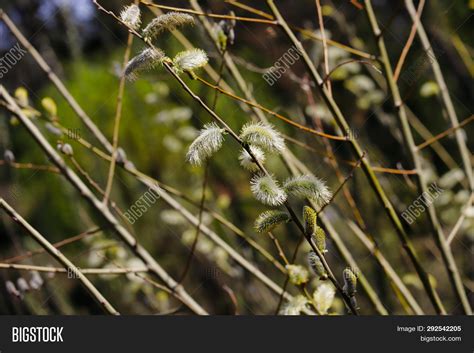 View Pussy Willow Tree Image Photo Free Trial Bigstock