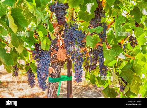 Syrah Traube Fotos Und Bildmaterial In Hoher Auflösung Alamy