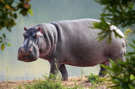 700+ Free Hippo & Hippopotamus Images - Pixabay