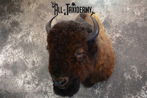 Bison Buffalo Taxidermy Shoulder Mount For Sale Sku 1475 All Taxidermy