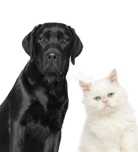 Cat And Dog On White Background Stock Image Image Of Friendship