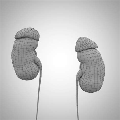 Human Kidneys 3D Model $99 - .fbx .max .obj - Free3D
