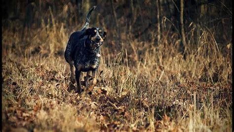 bluetick coonhound dog breed info guide care