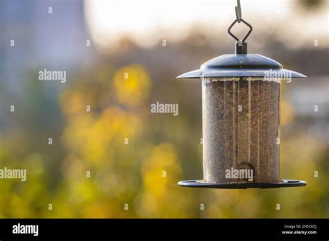 Bird Watching On A Balkony Stock Photo Alamy