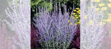 Перовския полынная(Русский шалфей) купить в Москве | Товары для дома и ...