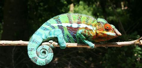 La Faune à Madagacar Madagascar Island