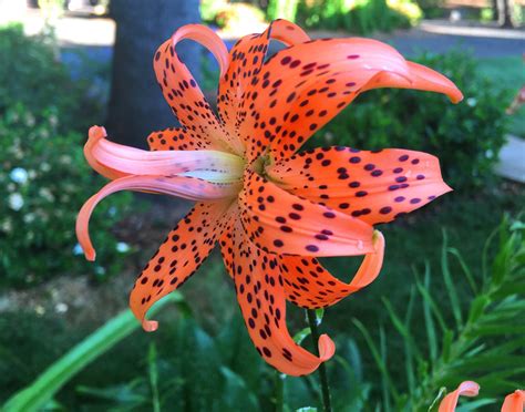 Double Tiger Lily Flore Pleno Lilium Lancifolium Etsy