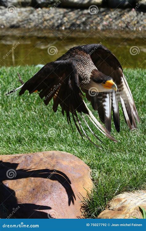 Caracara Bird Of Prey From Argentina Stock Photo Image Of Flying