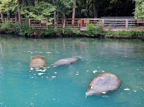 Where To See Manatees In Florida 18 Best Places