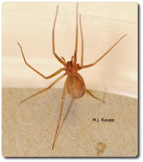 Capitol Spiders Mediterranean Recluse Loxosceles Rufescens — Bug Of The Week