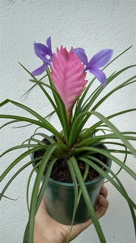 Bromélia Tillandsia - Garden Oficina da Terra
